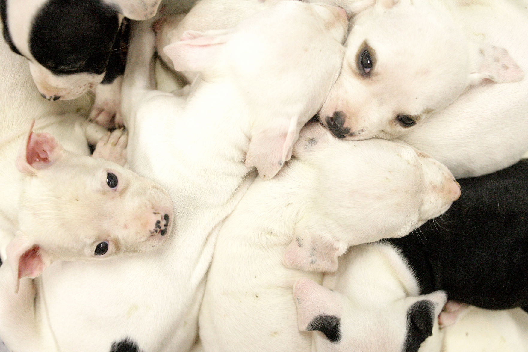 Doc Williams SPCA Adoption Center (copy)